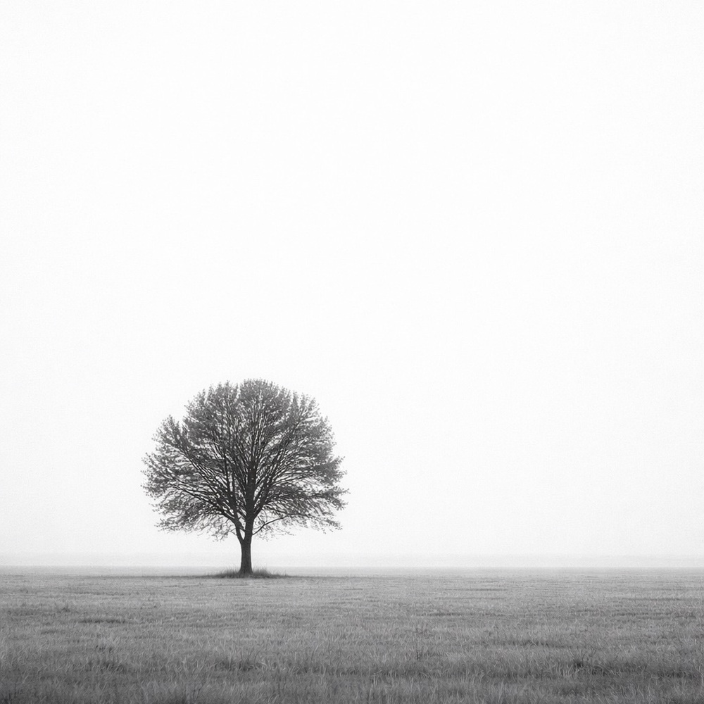 Black and White Tree Art Print Photo 8x10 Gloss